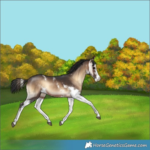 Horse Color:Brown Onyx Sabino Rabicano 