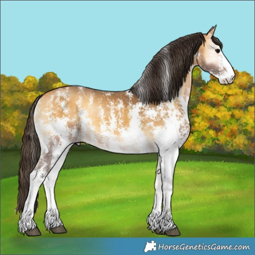 Horse Color:Buckskin Onyx Sabino Rabicano 