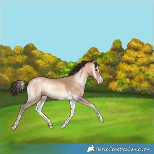 Horse Color:Amber Champagne Onyx Rabicano 