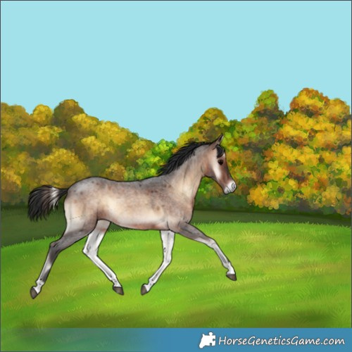 Horse Color:Brown Roan Onyx Rabicano 