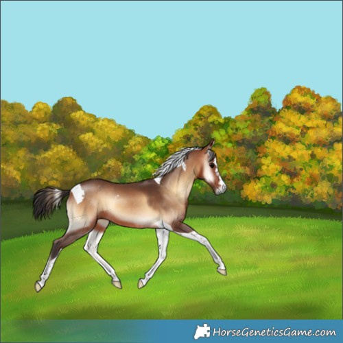 Horse Color:Bay Onyx Tobiano Rabicano 