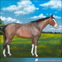 Horse Color:Bay Roan Splash 