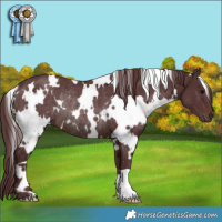 Horse Color:White Spotted Chocolate Brown Rabicano 