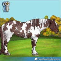 Horse Color:White Spotted Chocolate Brown Rabicano 