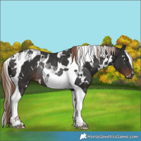 Horse Color:White Spotted Liver Chestnut Tobiano Rabicano