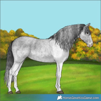 Horse Color:White Spotted Blue Roan 