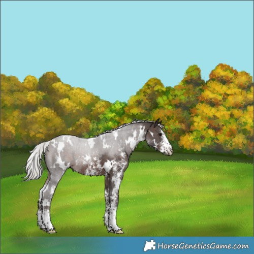 Horse Color:White Spotted Silver Brown Sabino 