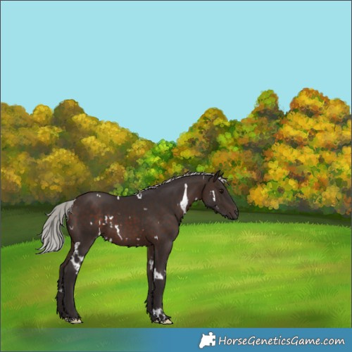 Horse Color:White Spotted Silver Brown 