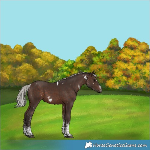 Horse Color:White Spotted Silver Brown 