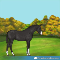 Horse Color:Liver Chestnut Sabino Tobiano