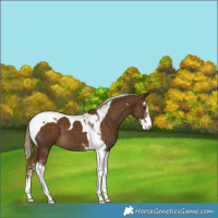 Horse Color:Chocolate Palomino Sabino Tobiano 