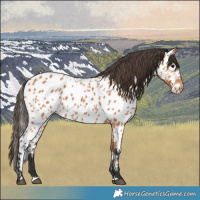 Horse Color:Bay Near Leopard 