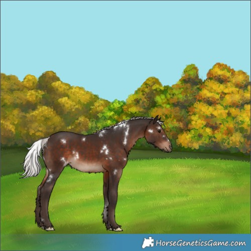 Horse Color:White Spotted Silver Brown 