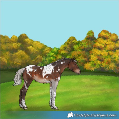Horse Color:White Spotted Silver Brown Tobiano 