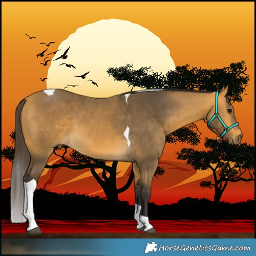 Horse Color:Buckskin Tobiano 