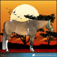 Horse Color:Buckskin Tobiano 
