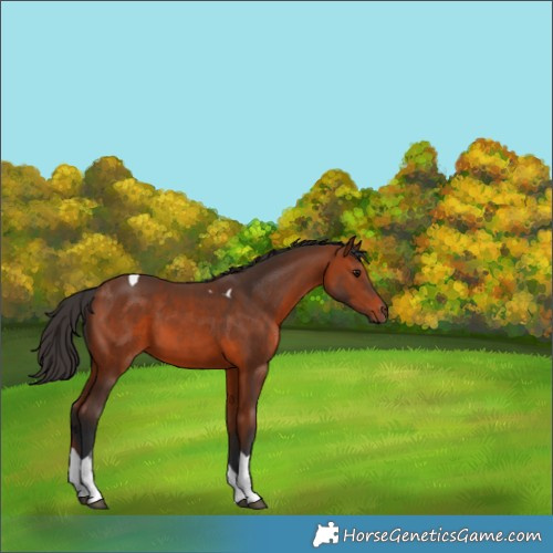 Horse Color:Bay Tobiano 