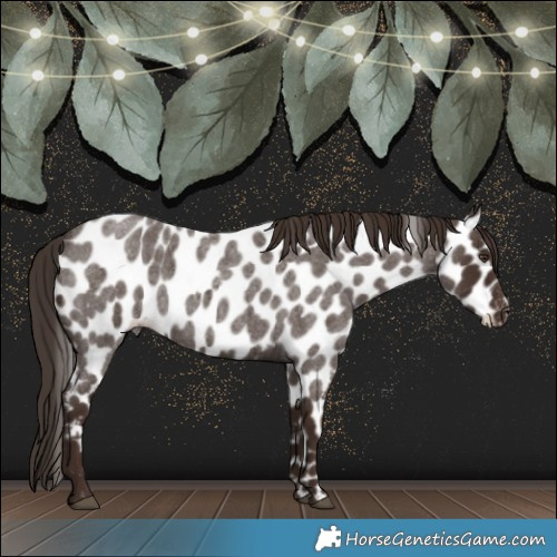 Horse Color:Liver Red Roan Appaloosa 