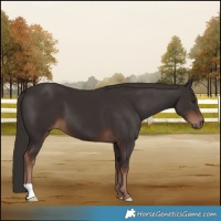 Horse Color:Liver Chestnut 