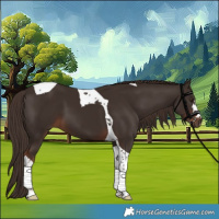 Horse Color:Liver Chestnut Tobiano 
