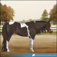 Horse Color:Liver Chestnut Tobiano 