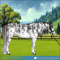Horse Color:Liver Chestnut Sabino