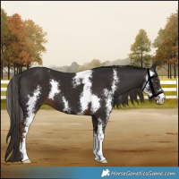 Horse Color:Liver Chestnut Sabino