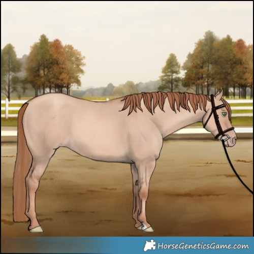 Horse Color:Gold Champagne Dun 