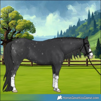 Horse Color:White Spotted Black 