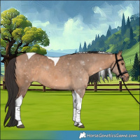 Horse Color:Bay Dun Tobiano 