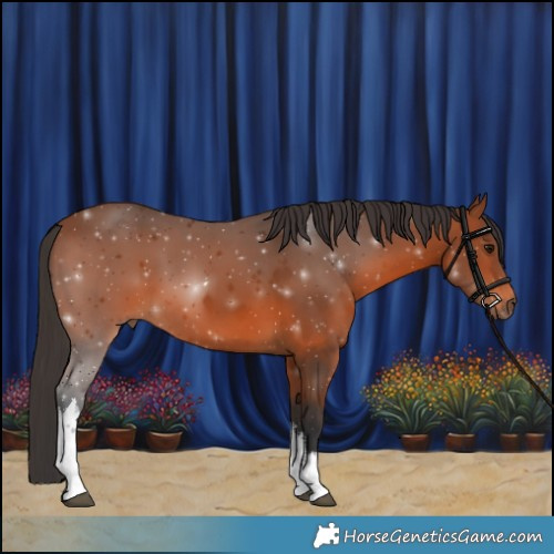 Horse Color:White Spotted Bay 