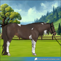 Horse Color:Liver Chestnut Tobiano 