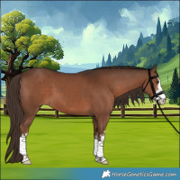 Horse Color:White Spotted Liver Chestnut 