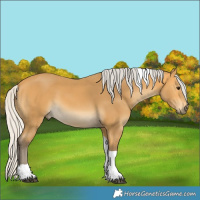 Horse Color:Silver Buckskin Tobiano