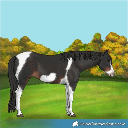 Horse Color:Liver Chestnut Tobiano Frame 