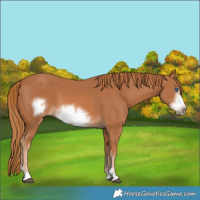 Horse Color:Chestnut Frame 