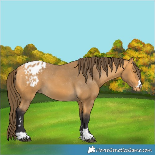 Horse Color:Buckskin Varnish 