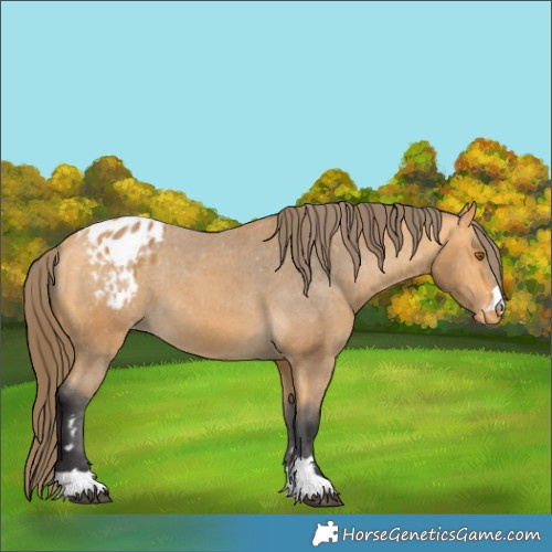 Horse Color:Buckskin Appaloosa 
