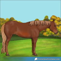 Horse Color:Chestnut 