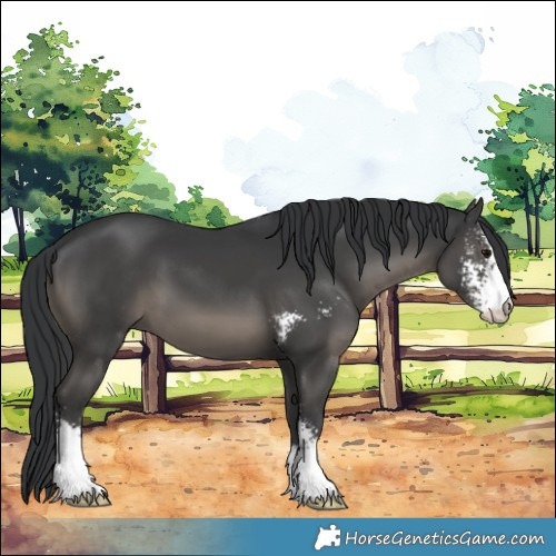 Horse Color:Black Sabino 