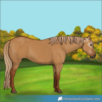 Horse Color:Gray Red Dun 