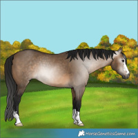 Horse Color:Gray Bay Dun 