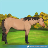Horse Color:Bay Dun 