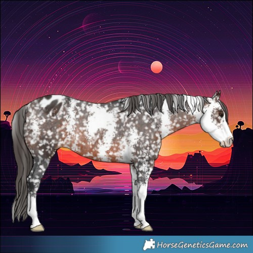 Horse Color:Brown Sabino Appaloosa Rabicano 
