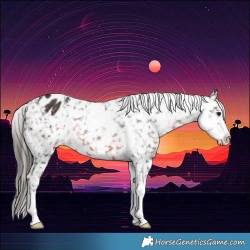 Horse Color:Brown Sabino Snowflake VarnishRabicano 