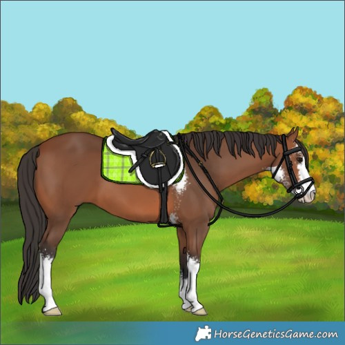 Horse Color:Bay Sabino 
