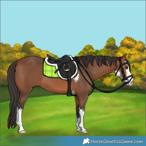 Horse Color:Bay Sabino 