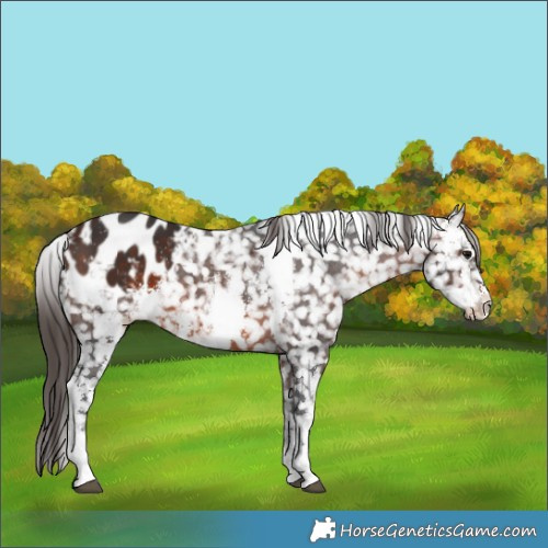 Horse Color:Brown Sabino Snowflake Varnish 