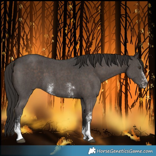 Horse Color:Liver Chestnut Sabino 