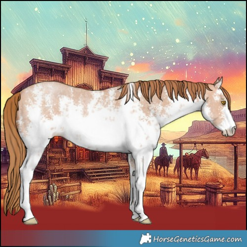 Horse Color:White Spotted Bay Pearl Sabino 